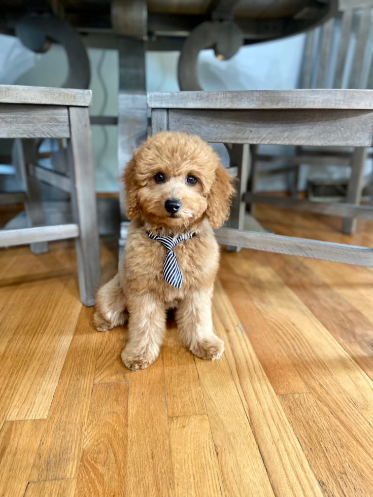 Happy, healthy Seaside Pups puppy