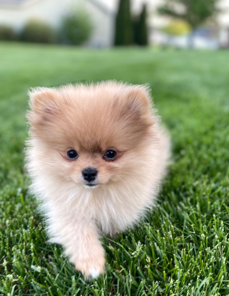 Happy, healthy Seaside Pups puppy