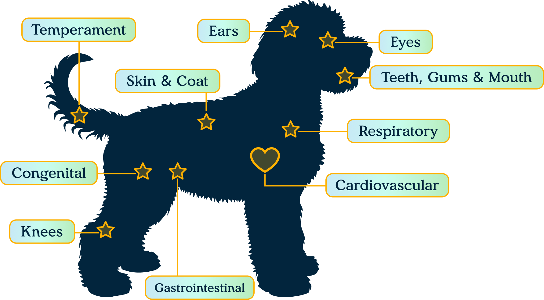 Diagram of the 12-point nose-to-tail veterinary examination areas on a puppy