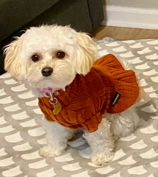 Maltipoo