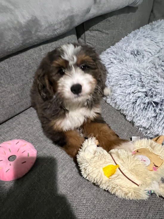 Mini Bernedoodle