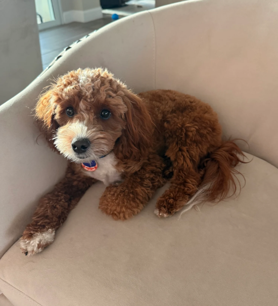Cavapoo