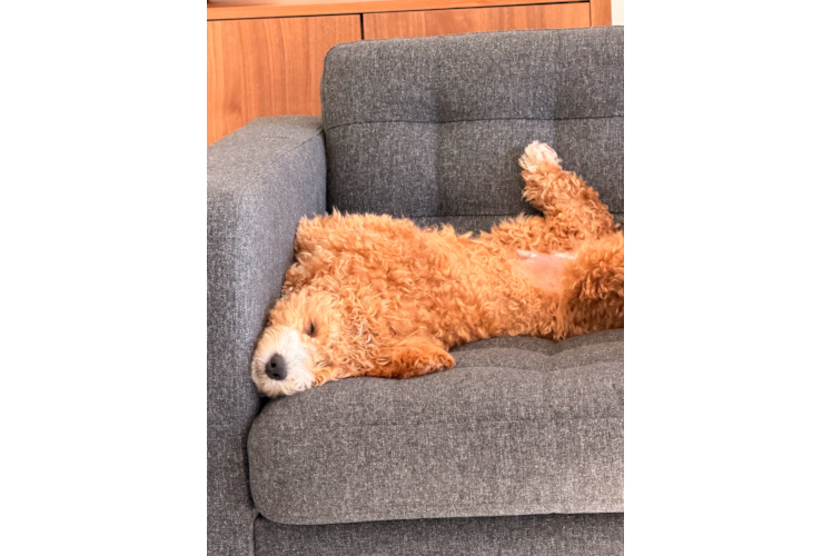 Mini Goldendoodle Puppy for Adoption
