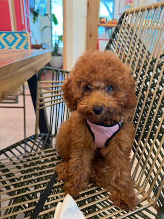 Phoebe