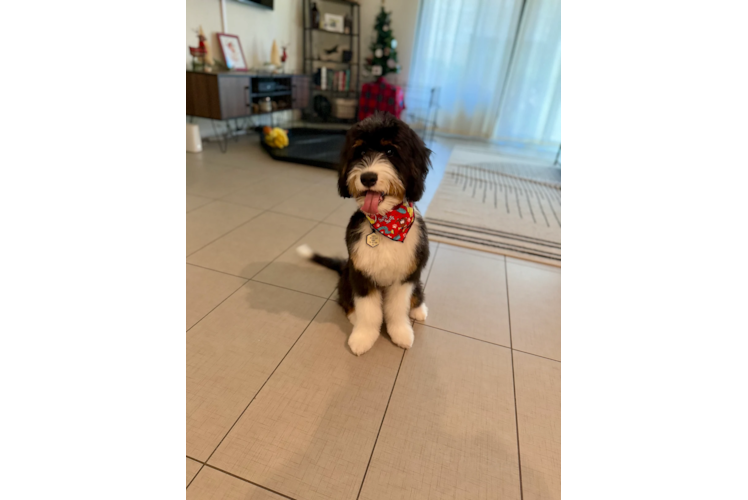 Small Mini Bernedoodle Baby