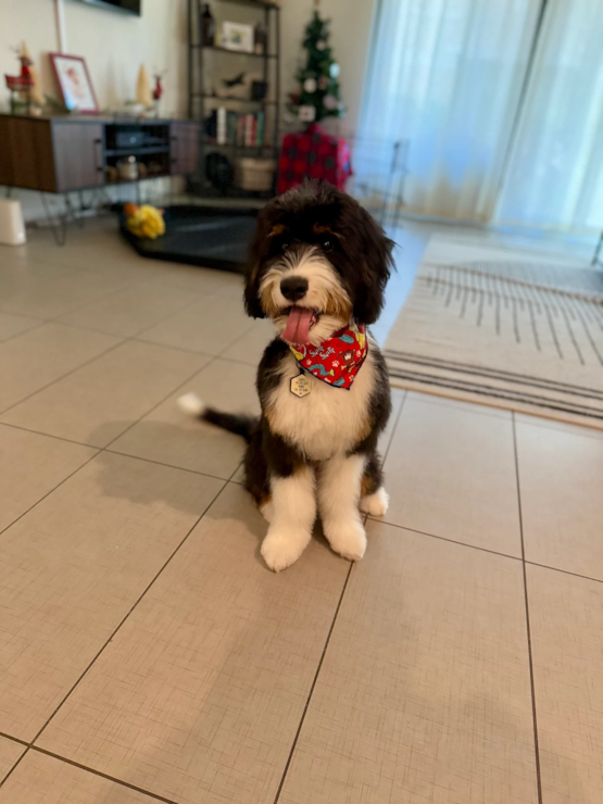 LEO