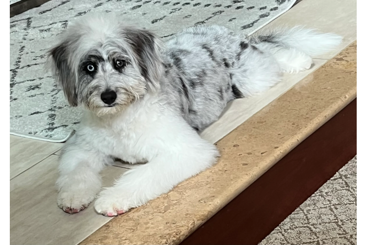 Sweet Mini Aussiedoodle Baby