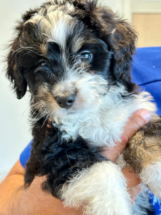 Mini Bernedoodle