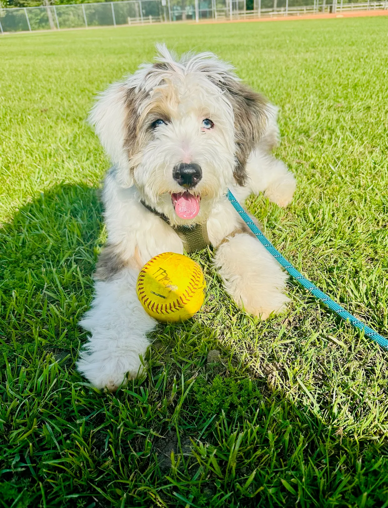 Smart Mini Bernedoodle Poodle Mix Pup
