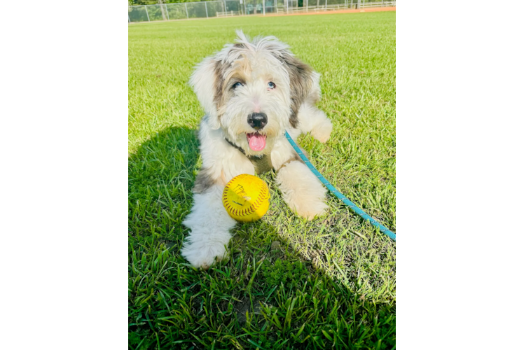 Smart Mini Bernedoodle Poodle Mix Pup