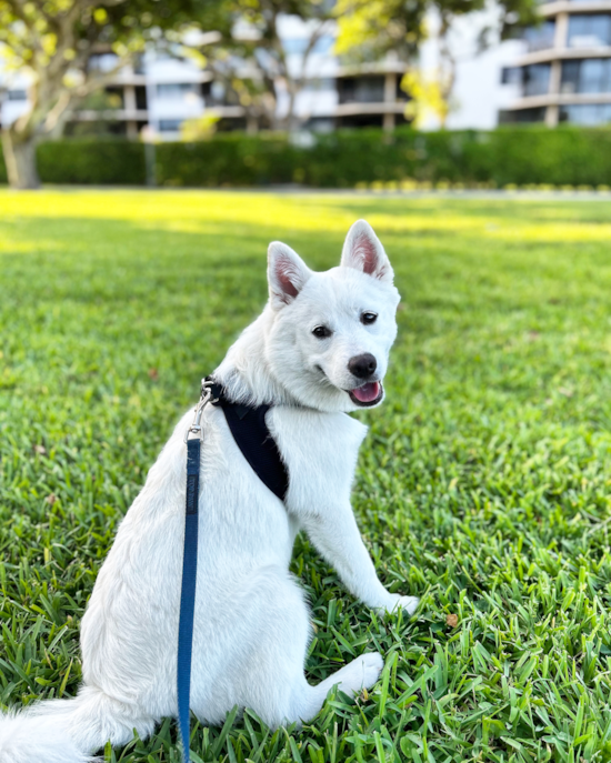 Pomsky