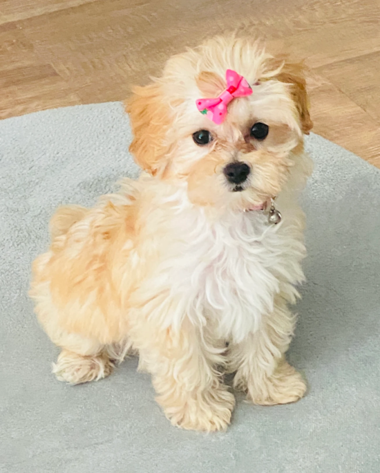 Maltipoo
