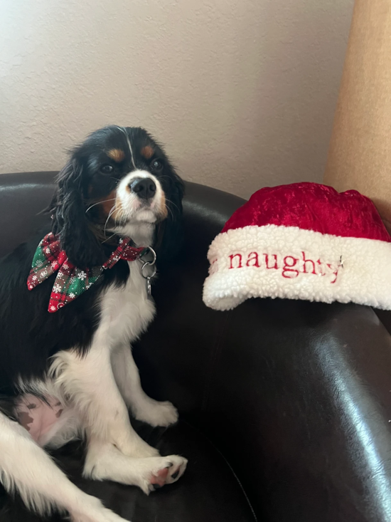 Cavalier King Charles Spaniel