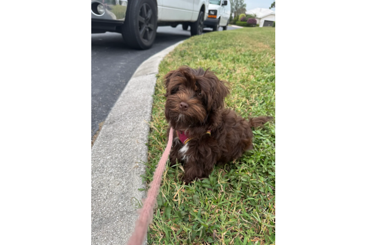 Popular Havapoo Poodle Mix Pup
