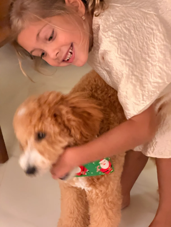 Mini Goldendoodle