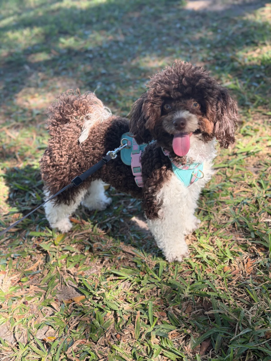 Poochon