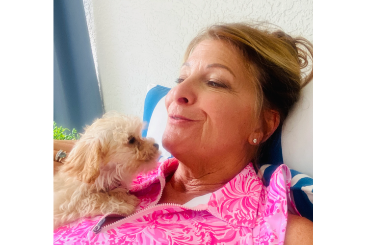 Adorable Malt a Poo Poodle Mix Puppy