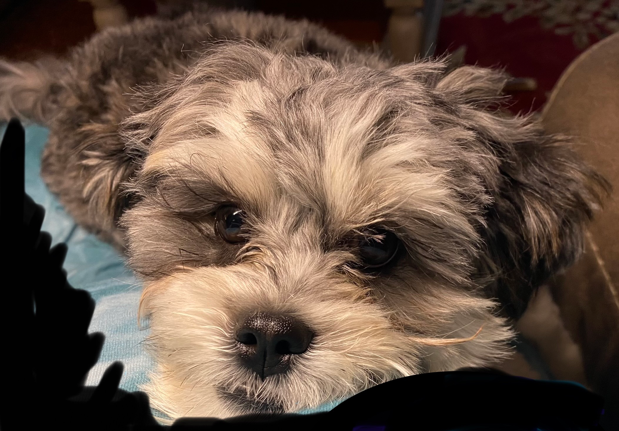 Smart Shih Poo Poodle Mix Pup