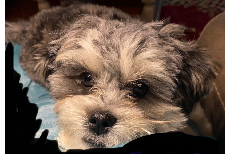 Smart Shih Poo Poodle Mix Pup