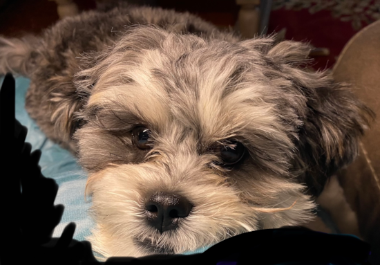 Shih Poo