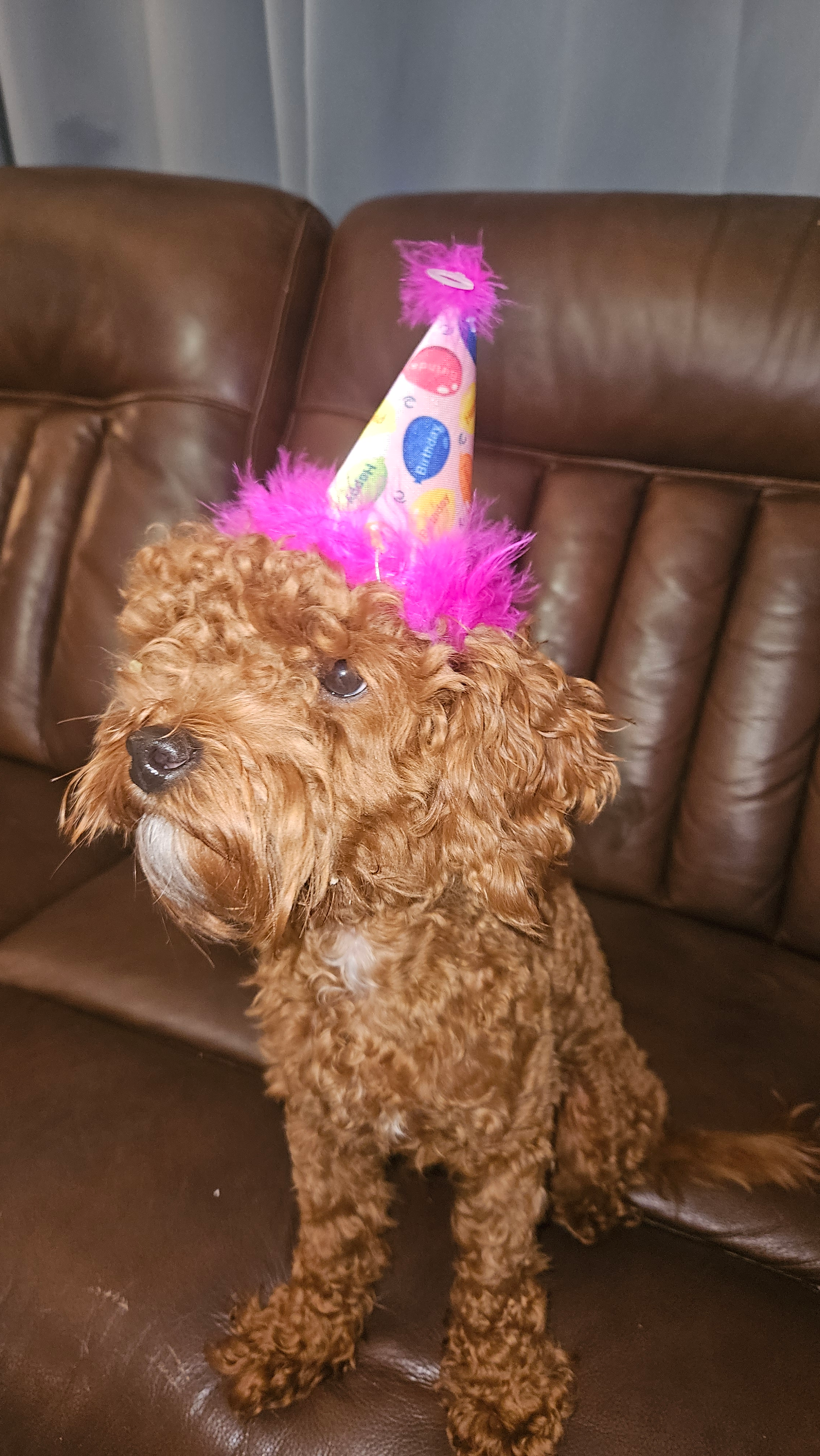 Cavapoo Puppy for Adoption