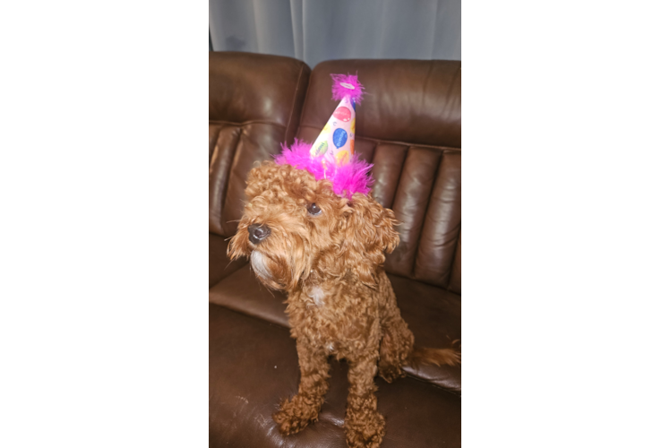 Cavapoo Puppy for Adoption