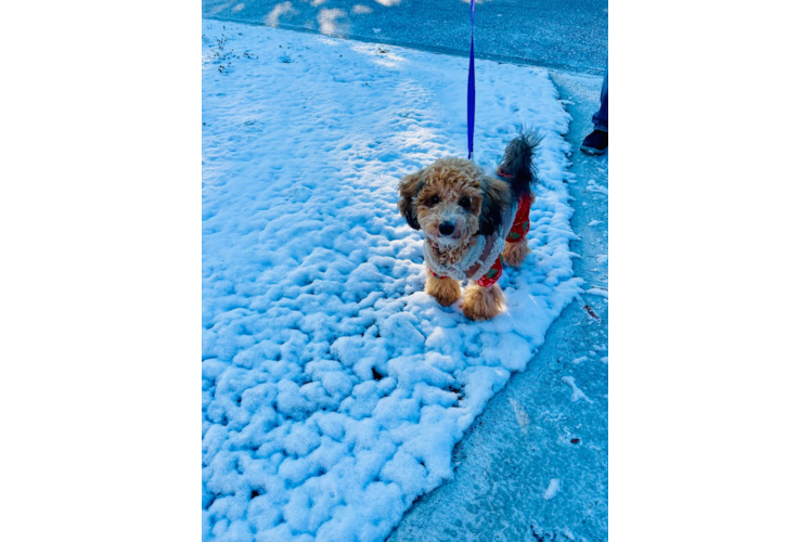 Hypoallergenic Bichpoo Poodle Mix Puppy