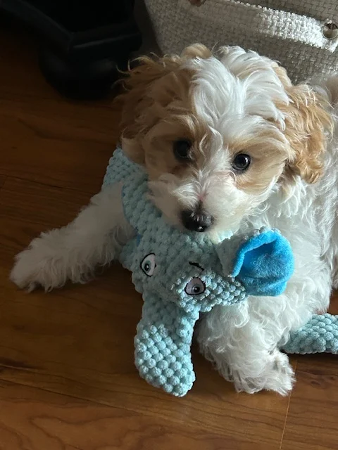 Maltipoo