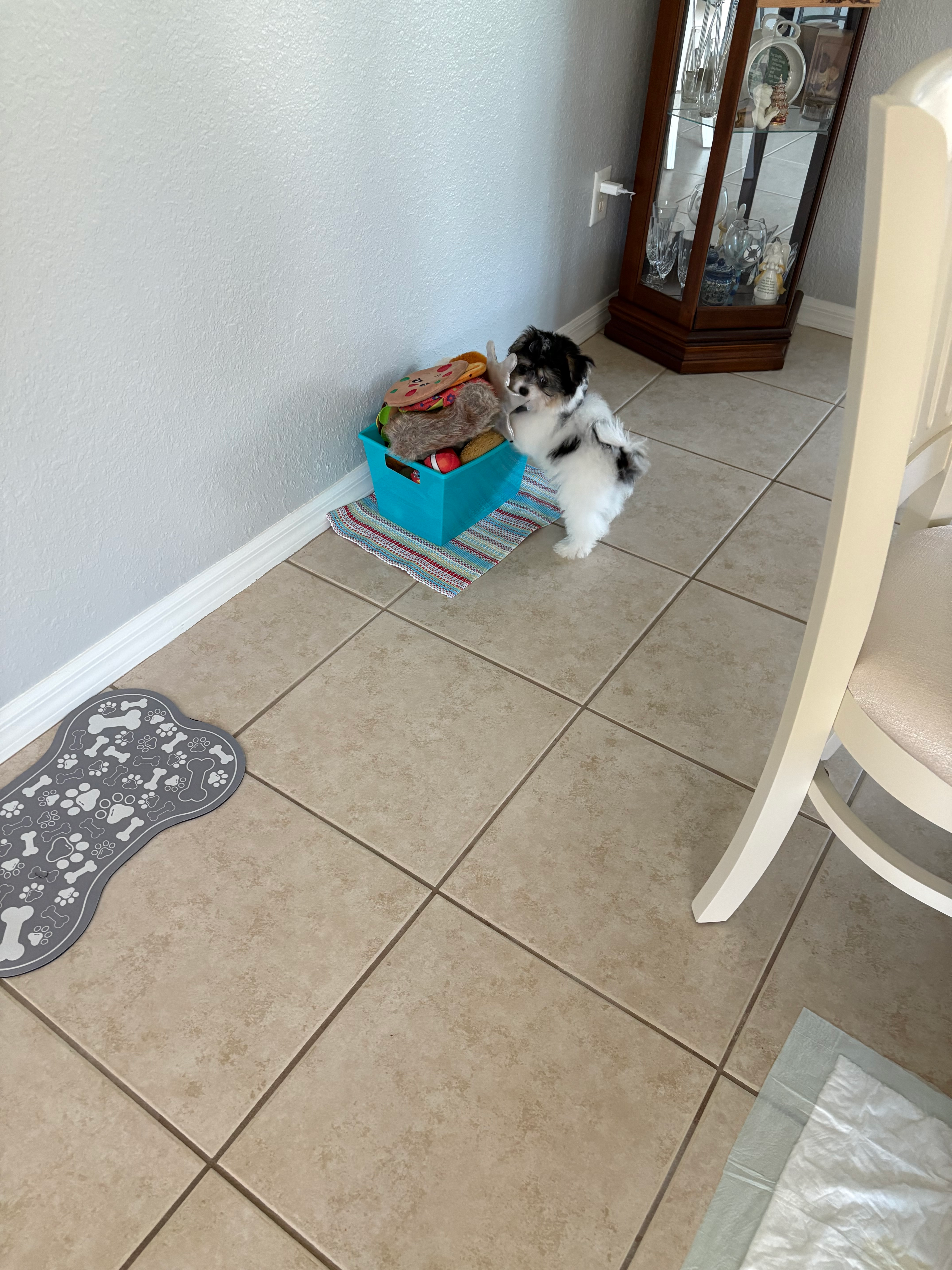 Pomachon Pup Being Cute