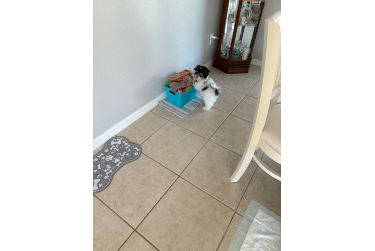 Pomachon Pup Being Cute