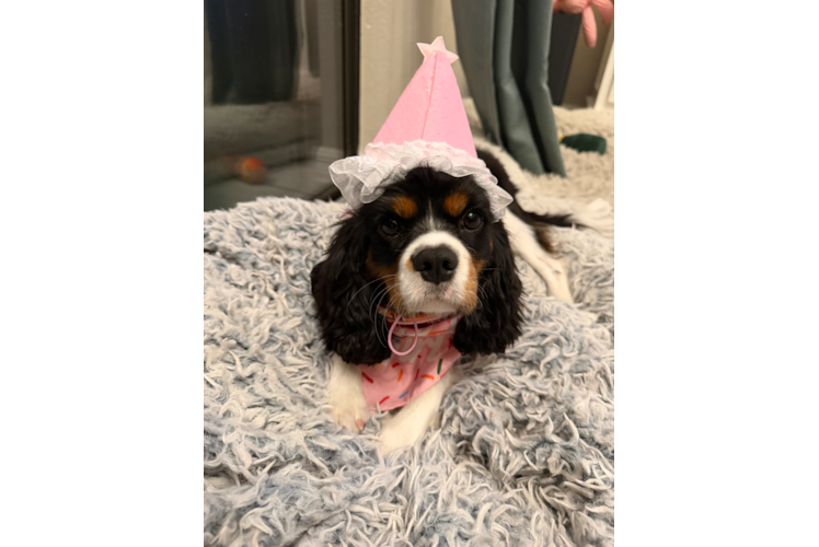 Best Cavalier King Charles Spaniel Baby