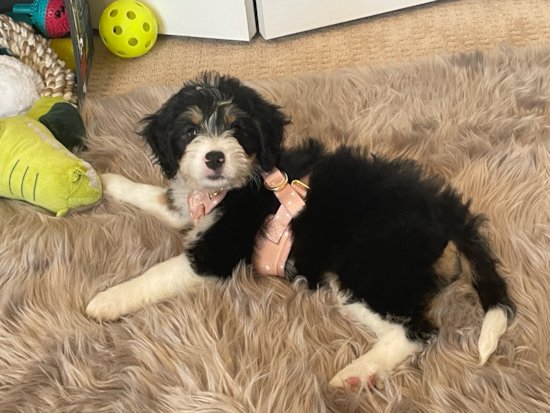 Mini Bernedoodle