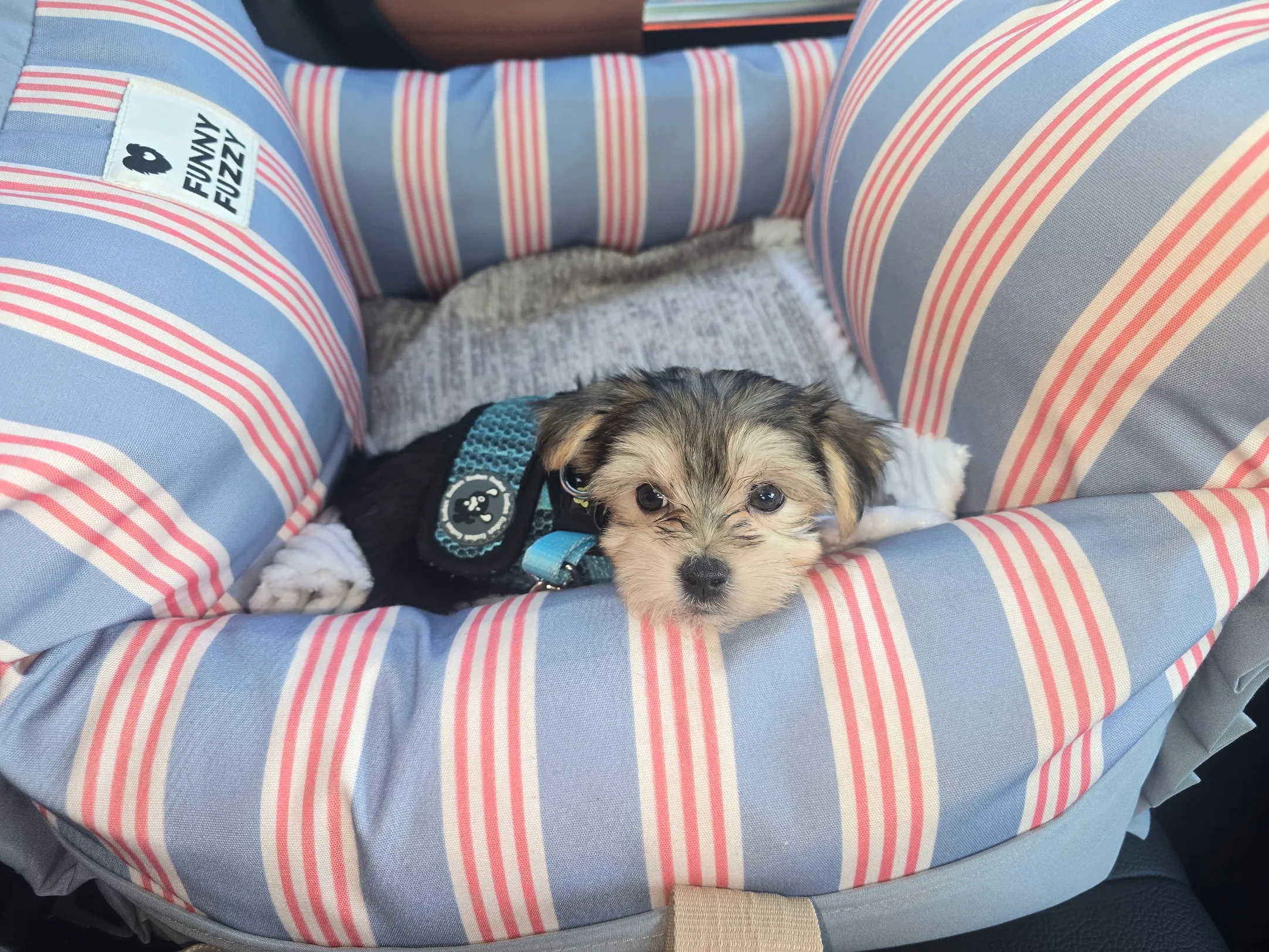 Morkie Puppy for Adoption