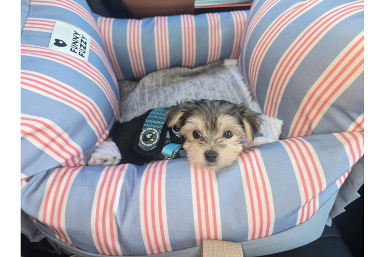 Morkie Puppy for Adoption