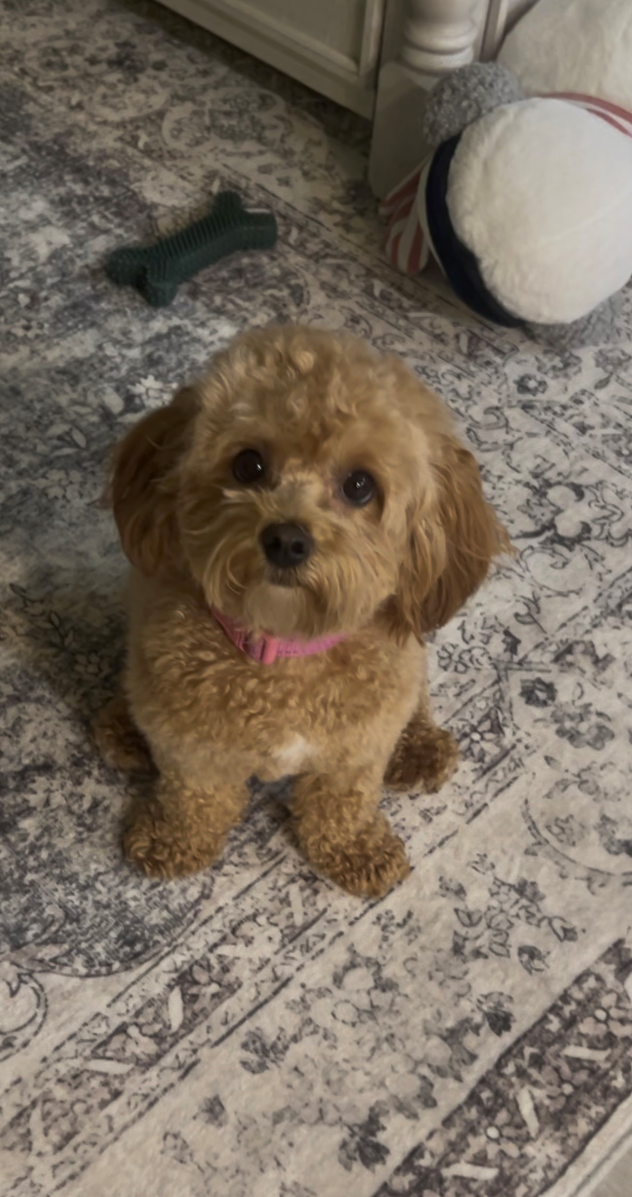 Maltipoo Pup Being Cute