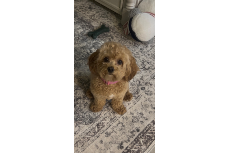 Maltipoo Pup Being Cute