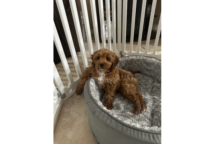 Sweet Cavapoo Baby