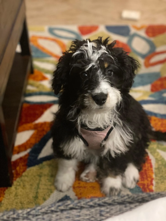 Mini Bernedoodle