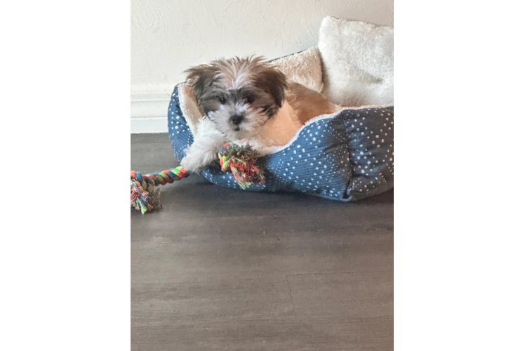 Teddy Bear Puppy for Adoption