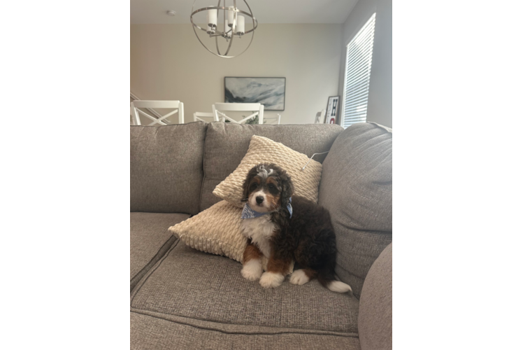 Mini Bernedoodle Pup Being Cute