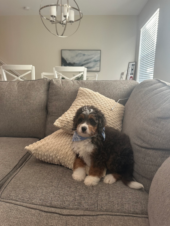 Mini Bernedoodle