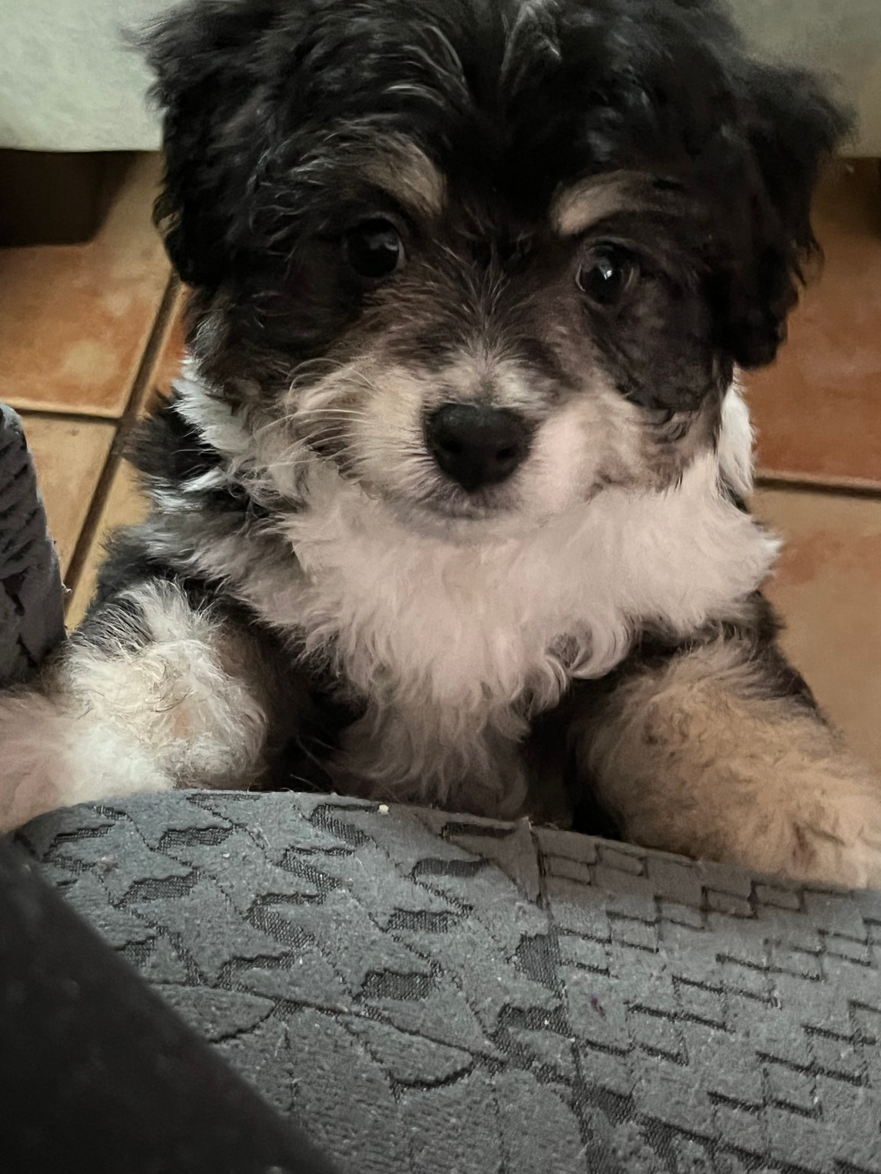 Smart Teddy Bear Designer Pup