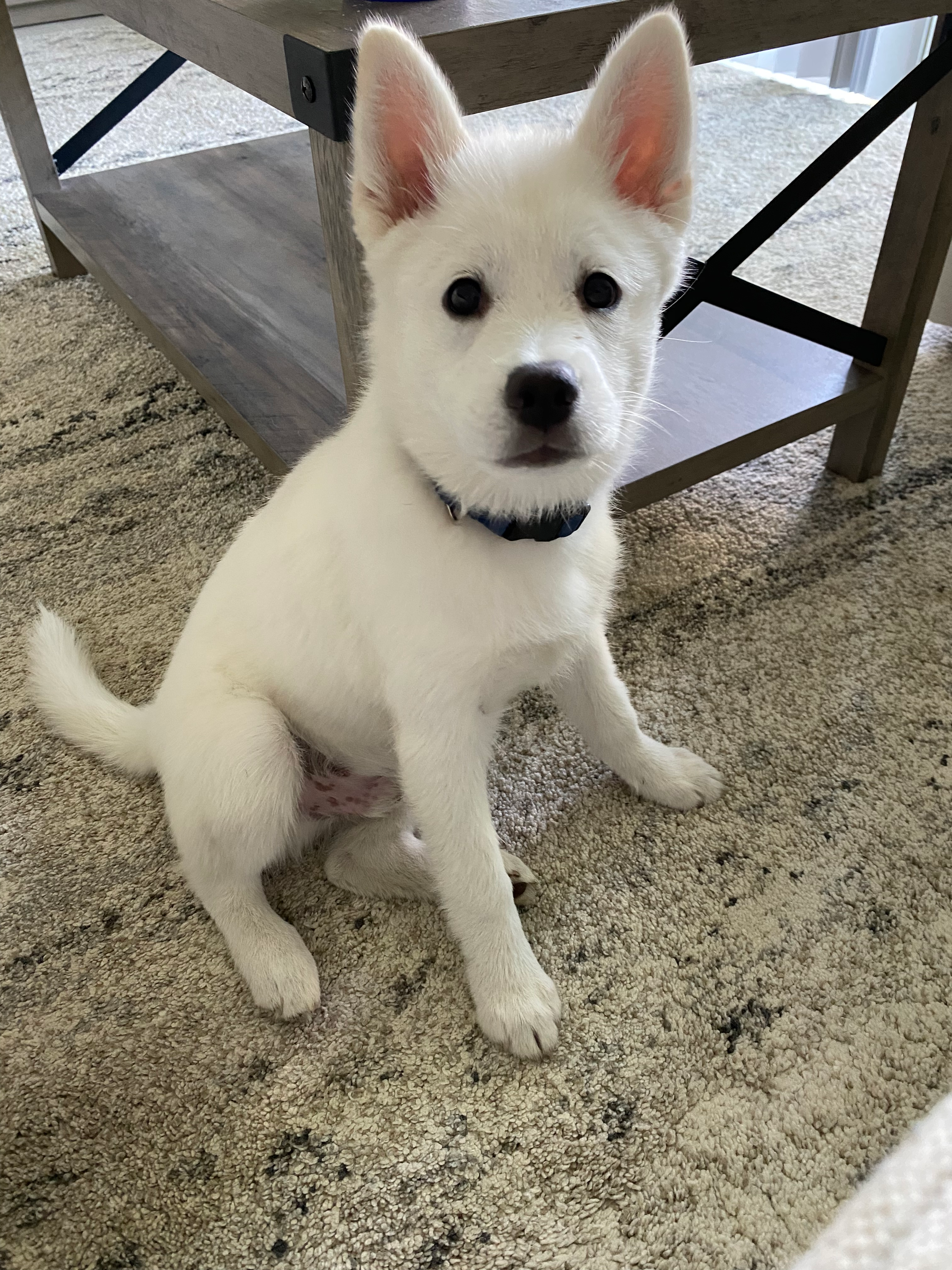 Smart Pomsky Designer Pup