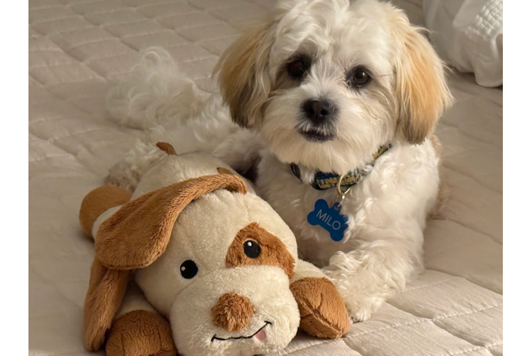 Teddy Bear Pup Being Cute