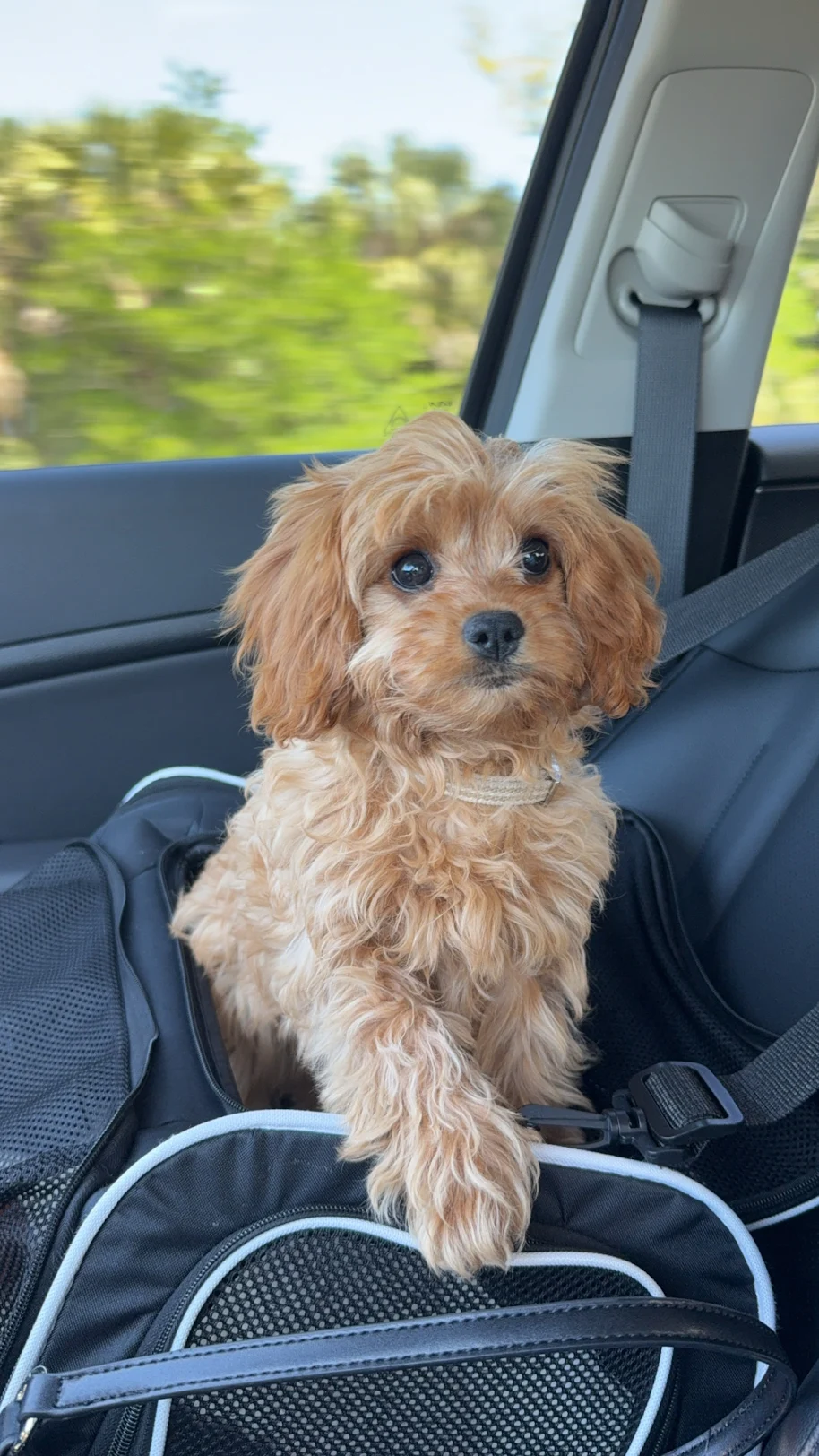 Friendly Cavapoo Baby