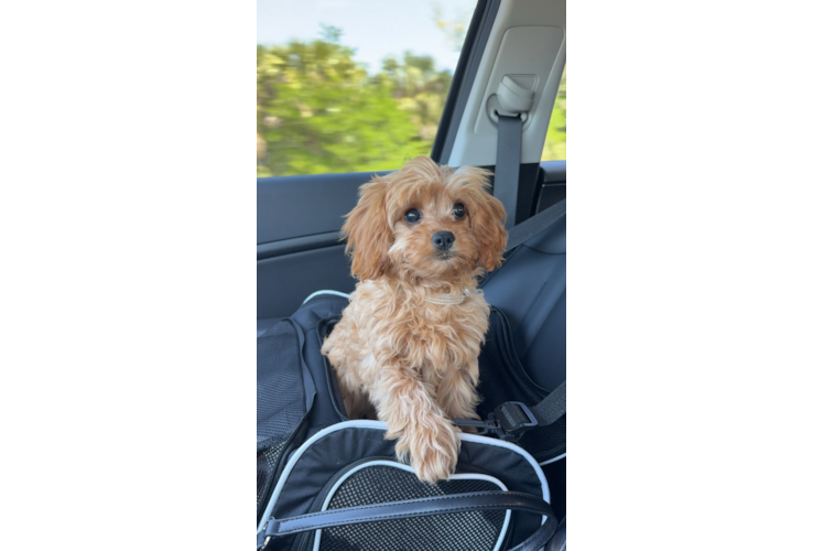 Friendly Cavapoo Baby