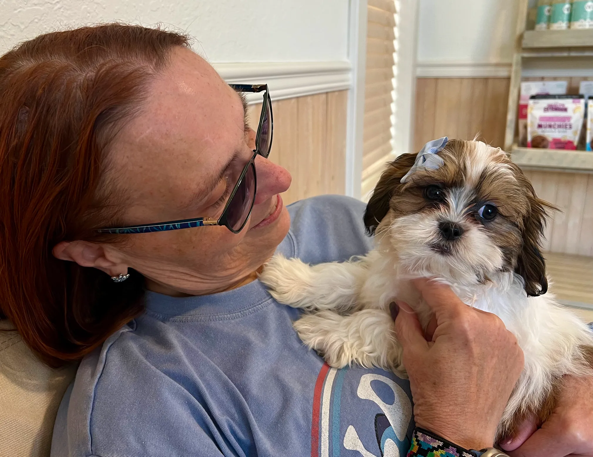 Teddy Bear Puppy for Adoption