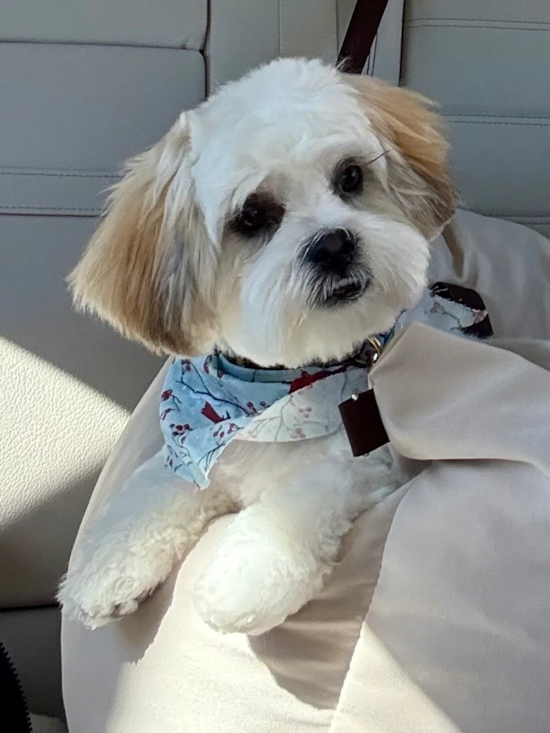 Teddy Bear