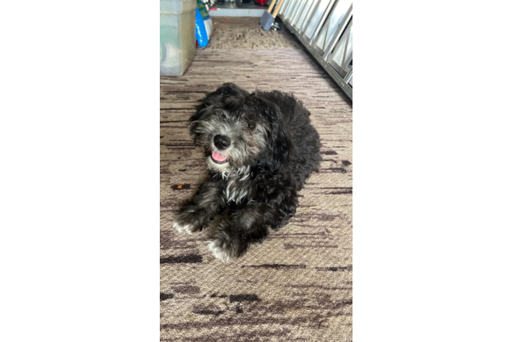 Maltipoo Pup Being Cute
