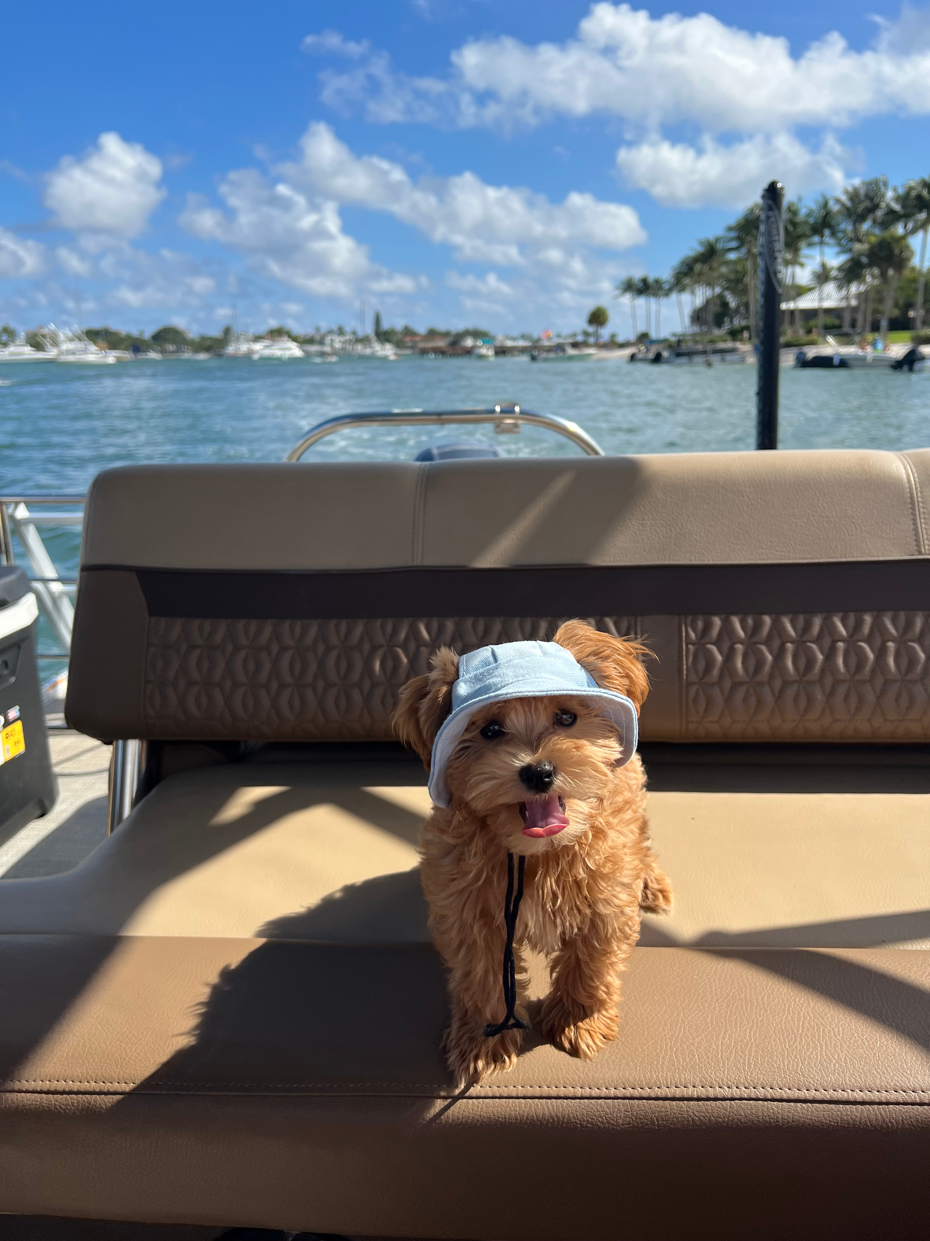 Maltipoo Puppy for Adoption